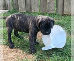 Small #23 Cane Corso