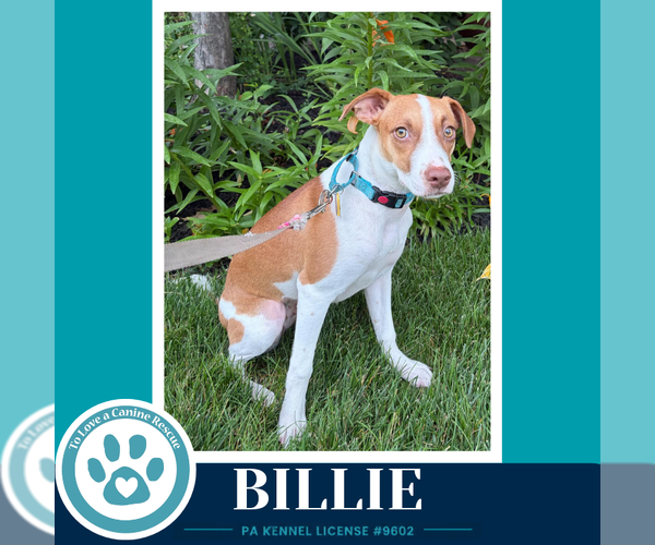Medium Photo #5 Mutt Puppy For Sale in Kimberton, PA, USA