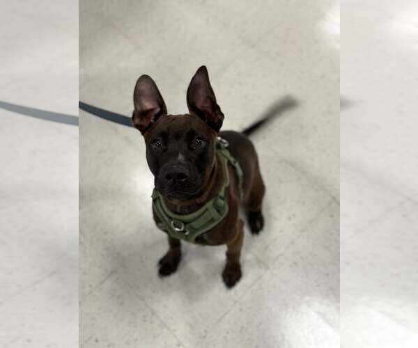 Medium Photo #2 American Staffordshire Terrier-German Shepherd Dog Mix Puppy For Sale in Holly Springs, NC, USA