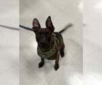 Small #1 American Staffordshire Terrier-German Shepherd Dog Mix
