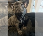 Small #9 French Bulldog