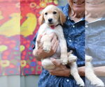 Small #3 Golden Retriever