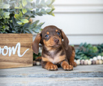 Small Photo #3 Dachshund Puppy For Sale in NAPPANEE, IN, USA