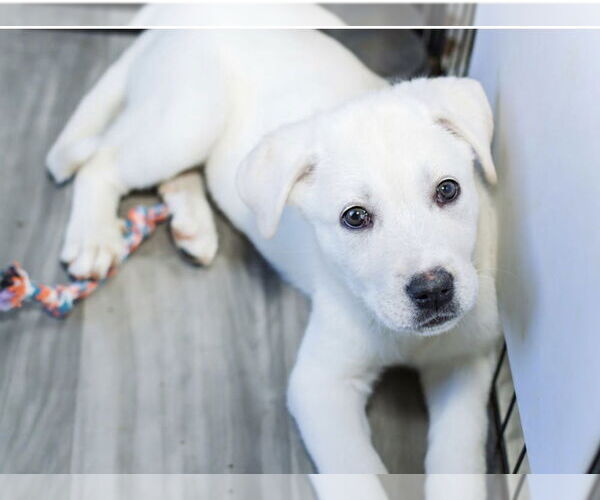 Medium Photo #6 Great Pyrenees-Unknown Mix Puppy For Sale in OKLAHOMA CITY, OK, USA