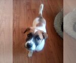 Small #23 Mutt