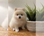 Small Photo #5 Pomeranian Puppy For Sale in BOCA RATON, FL, USA
