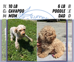 Small #9 Cavapoo