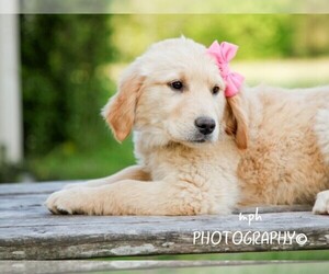 Golden Retriever Puppy for sale in LIBERTY, KY, USA