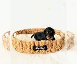 Small #2 Dachshund