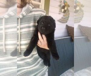 Shepadoodle Puppy for sale in EVERETT, PA, USA