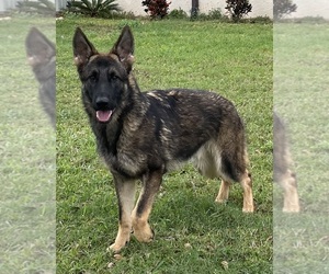 German Shepherd Dog Puppy for sale in CLERMONT, FL, USA