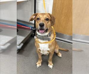 Labrador Retriever-Unknown Mix Dogs for adoption in Forestville, MD, USA