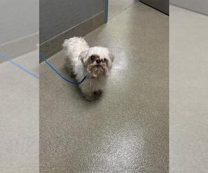 Maltese-Unknown Mix Dogs for adoption in Las Vegas, NV, USA