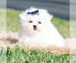 Puppy Avalanche Maltese