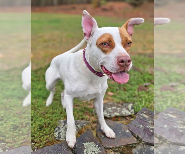 Medium Photo #3 Mutt Puppy For Sale in Westminster, MA, USA