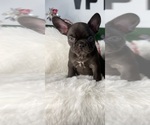 Puppy 5 French Bulldog