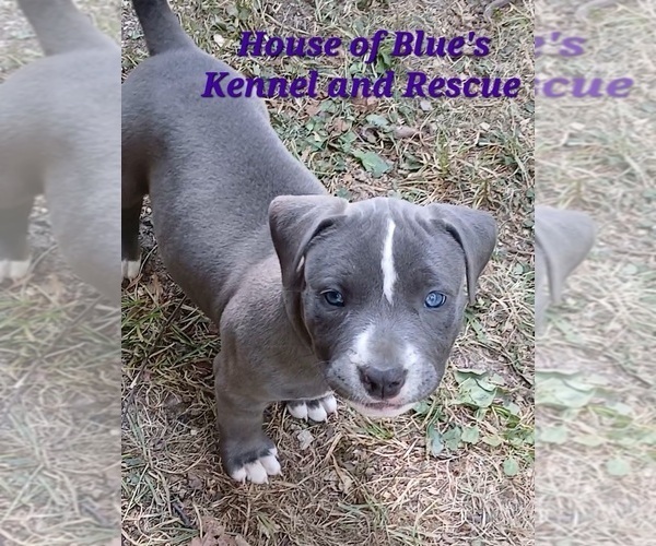 Medium Photo #3 American Pit Bull Terrier Puppy For Sale in DELAWARE, OH, USA