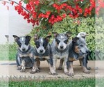 Small #1 Australian Cattle Dog