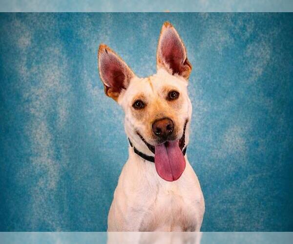 Medium Photo #2 Carolina Dog-Labrador Retriever Mix Puppy For Sale in Pearland, TX, USA