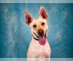 Small #1 Carolina Dog-Labrador Retriever Mix