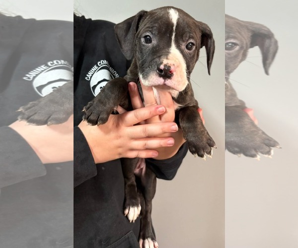 Medium Photo #1 American Pit Bull Terrier Puppy For Sale in Clarkston, MI, USA
