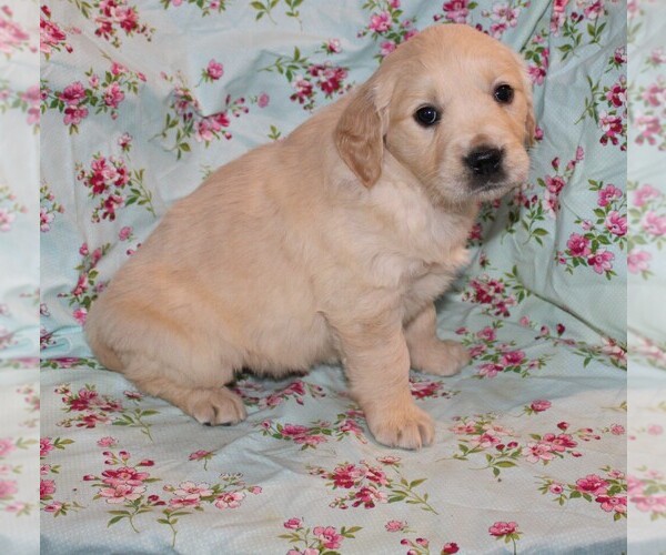 Medium Photo #5 English Cream Golden Retriever Puppy For Sale in BLOOMINGTON, IN, USA