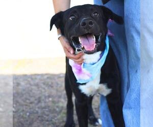Labrador Retriever-Unknown Mix Dogs for adoption in San Antonio, TX, USA