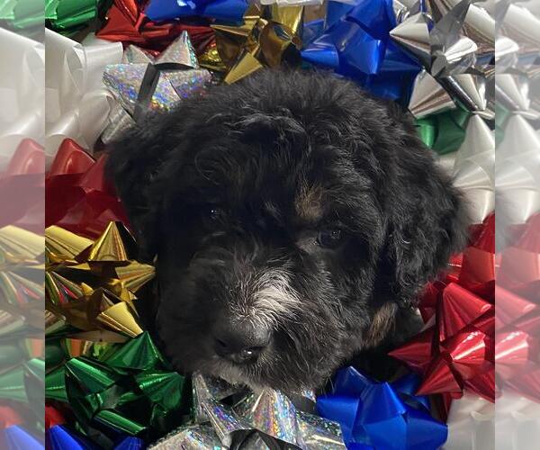 Medium Photo #3 Australian Kelpie-Unknown Mix Puppy For Sale in San Diego, CA, USA