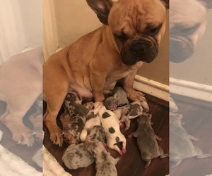 Mother of the French Bulldog puppies born on 10/01/2019