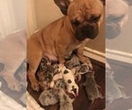 Small Photo #1 French Bulldog Puppy For Sale in ADDISON, TX, USA