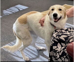 Great Pyrenees-Unknown Mix Dogs for adoption in Croydon, NH, USA
