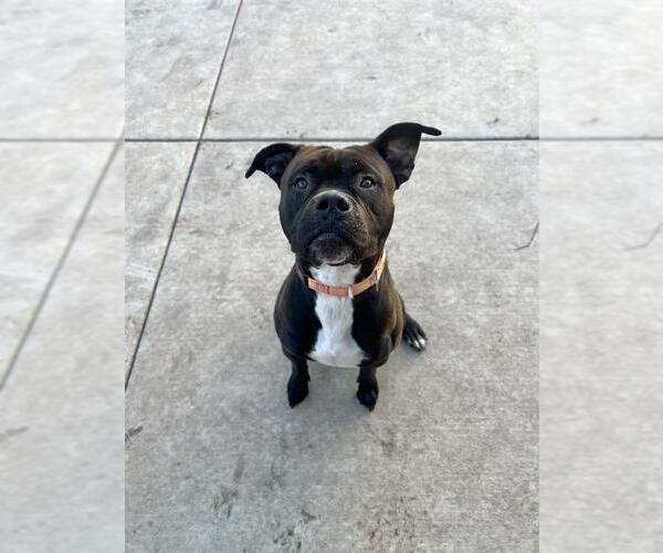 Medium Photo #4  Puppy For Sale in , 