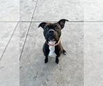 Small Photo #4  Puppy For Sale in , 