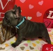 Small Photo #9 French Bulldog Puppy For Sale in OCEANSIDE, CA, USA