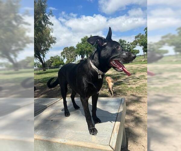 Medium Photo #3 Mutt Puppy For Sale in Dana Point, CA, USA