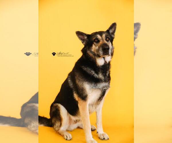 Medium Photo #17 German Shepherd Dog-Unknown Mix Puppy For Sale in Rockwall, TX, USA