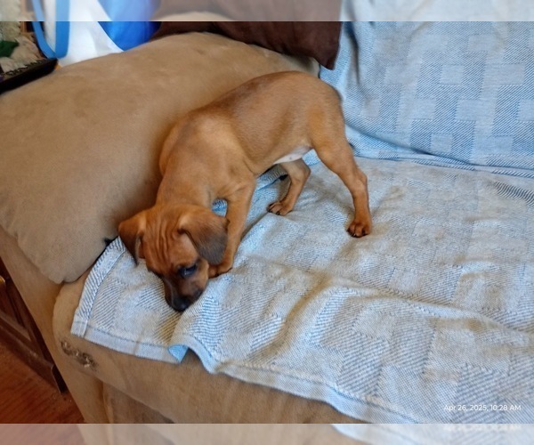 Medium Photo #10 Miniature Pinscher Puppy For Sale in BENSON, AZ, USA