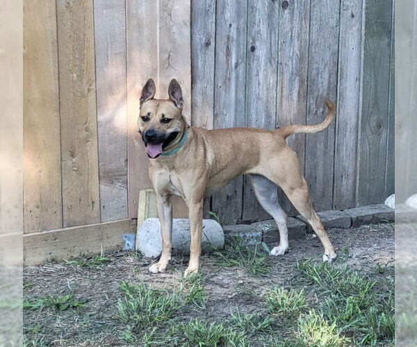 Medium Photo #1 Boxador Puppy For Sale in Houston, TX, USA