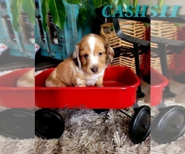 Medium Photo #14 Dachshund Puppy For Sale in THORNTON, CO, USA