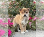 Small #3 Shiba Inu