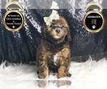 Small #6 Goldendoodle (Miniature)