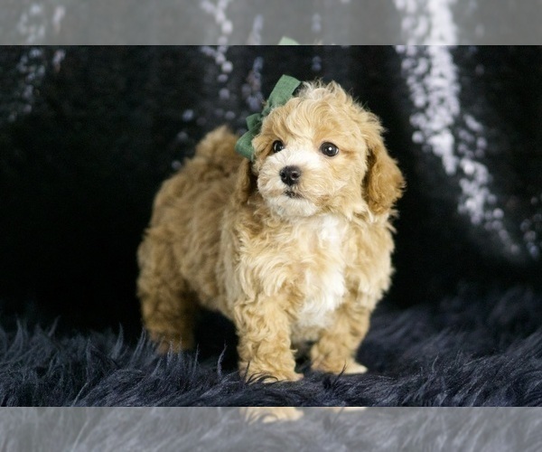 Medium Photo #8 Maltipoo Puppy For Sale in WARSAW, IN, USA