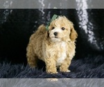 Small #7 Maltipoo