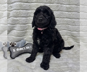 Goldendoodle Puppy for sale in AUBURN, IN, USA