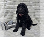 Image preview for Ad Listing. Nickname: Cupcake