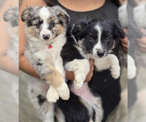 Miniature Australian Shepherd Puppy for sale in ADAIR VILLAGE, OR, USA