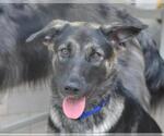 Small #5 German Shepherd Dog Mix