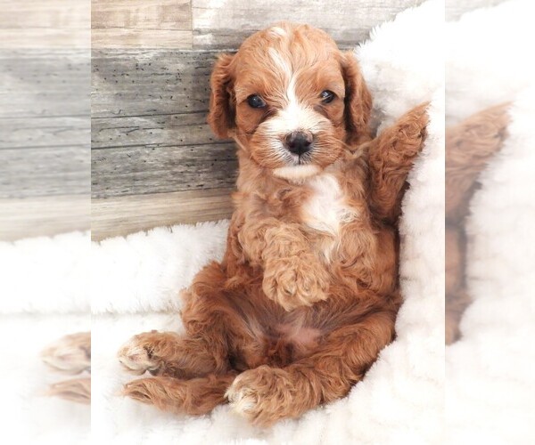 Medium Photo #1 Cavapoo Puppy For Sale in CARLISLE, KY, USA