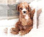 Puppy Puppy 1 Female Cavapoo