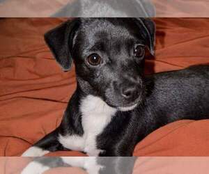 Chihuahua-Unknown Mix Dogs for adoption in New York, NY, USA